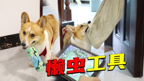 老头杯首次红温破防!四犬全败送首胜,被喷到下跪道歉 老头杯首次红温破防!四犬全败送首胜,被喷到下跪道歉