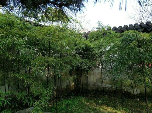 8真正的美人,熬得过岁月.📚书名:《时光深处的优雅》✍️作 8真正的美人,熬得过岁月.📚书名:《时光深处的优雅》✍️作