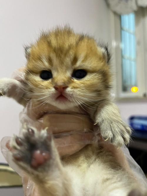 猫咪店员大公开探索崽崽喵的迷人世界 猫咪店员大公开探索崽崽喵的迷人世界