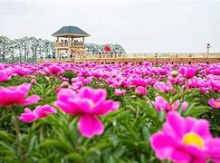 奎屯市第三届芍药花文化旅游节盛大开幕仪式 奎屯市第三届芍药花文化旅游节盛大开幕仪式