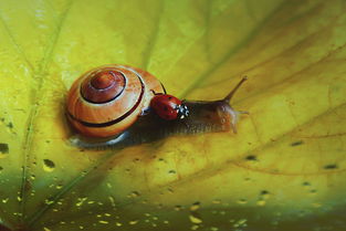 瓢虫祖玛,一场色彩斑斓的宝石消除盛宴 瓢虫祖玛,一场色彩斑斓的宝石消除盛宴