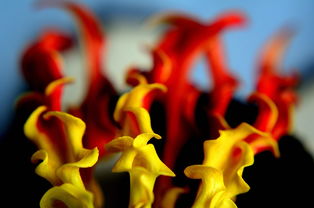 探索回忆的色彩,深入解析金山画王小游戏的文化魅力 探索回忆的色彩,深入解析金山画王小游戏的文化魅力