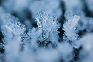 揭秘罕见发现，网友偶遇濒危水母雪兔子的神秘之旅