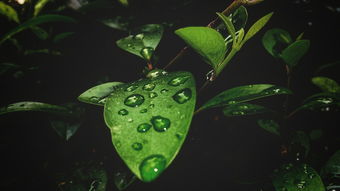 植物世界趣味之旅，探索自然界的绿色奇迹
